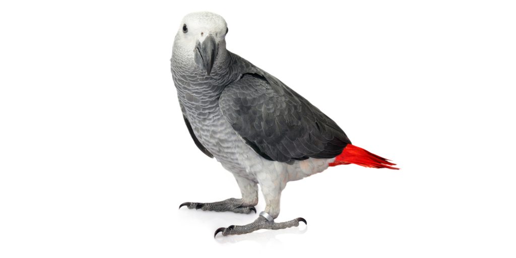 A grey and red parrot standing on a white background.