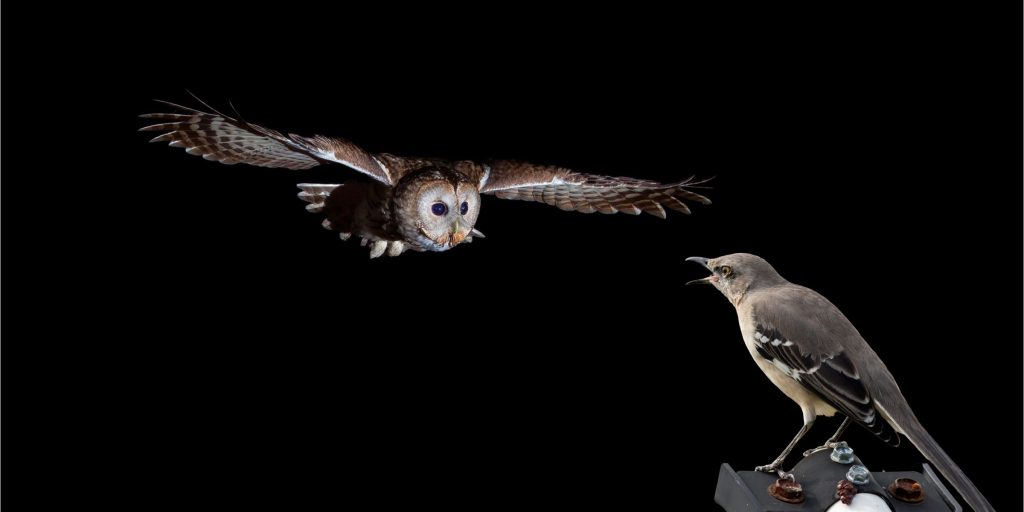 An owl is flying over a bird on a black background, exploring why birds chirp at night.