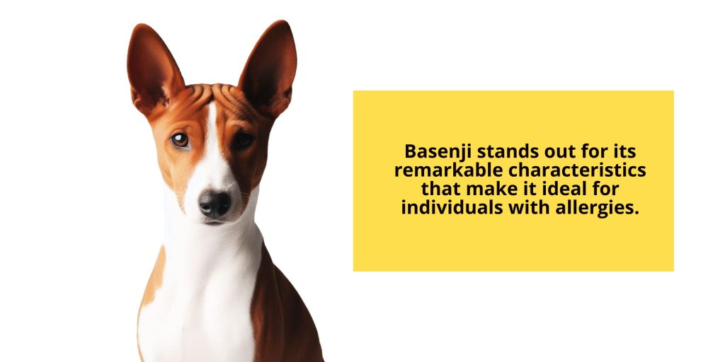 A dog with a caption that says bassett hounds are known for their remarkable characteristics that make them ideal for allergy sufferers.