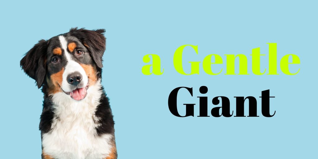 A gentle giant dog breed perfect for families.