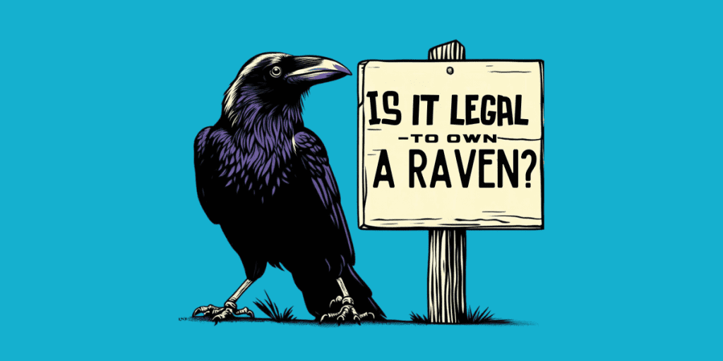 Is it legal to own a raven?.