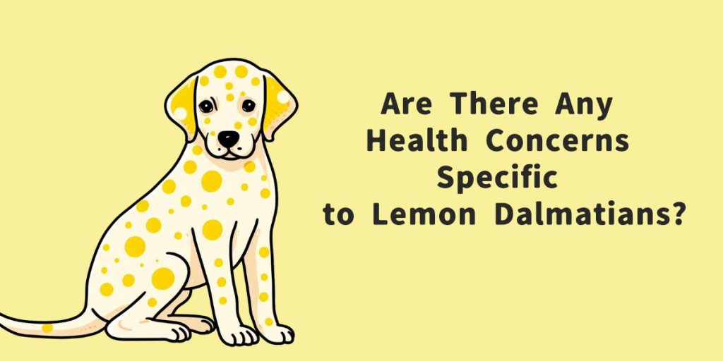 Are there any health concerns specific to lemon dalmatian?.
