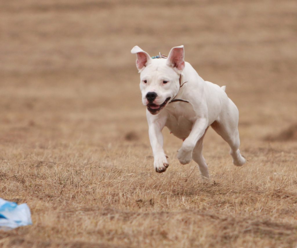 a dogo argentino jumping