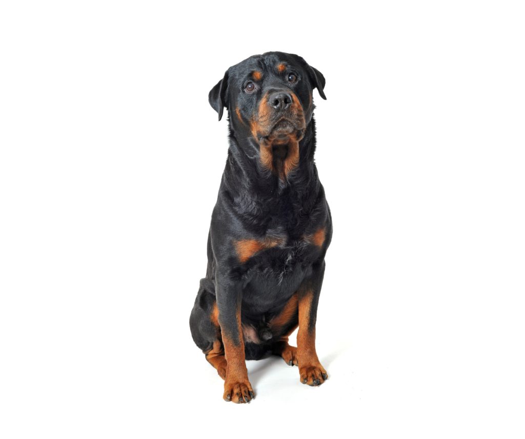 a rotweiler dog sitting on a white background