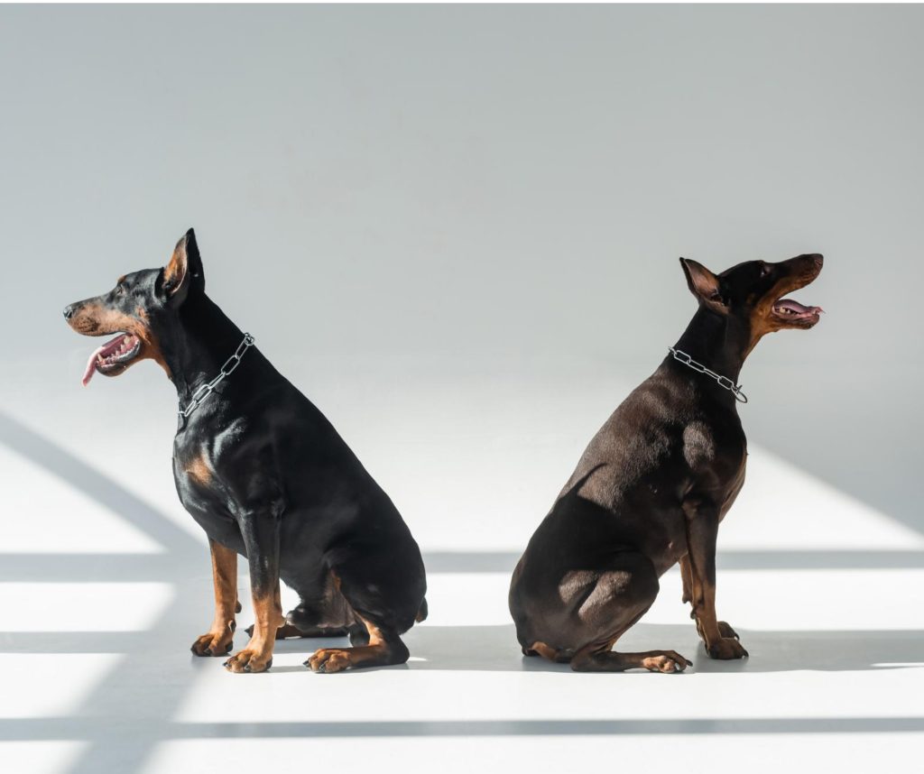 two doberman pinschers sitting in front of a white wall