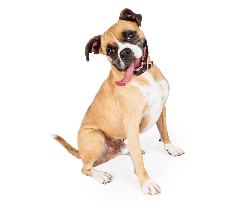 a boxer dog sitting on a white background
