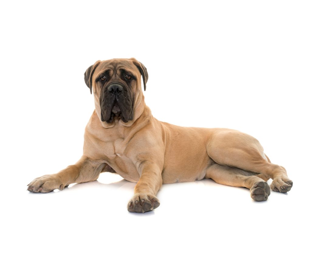 a large dog laying down on a white background