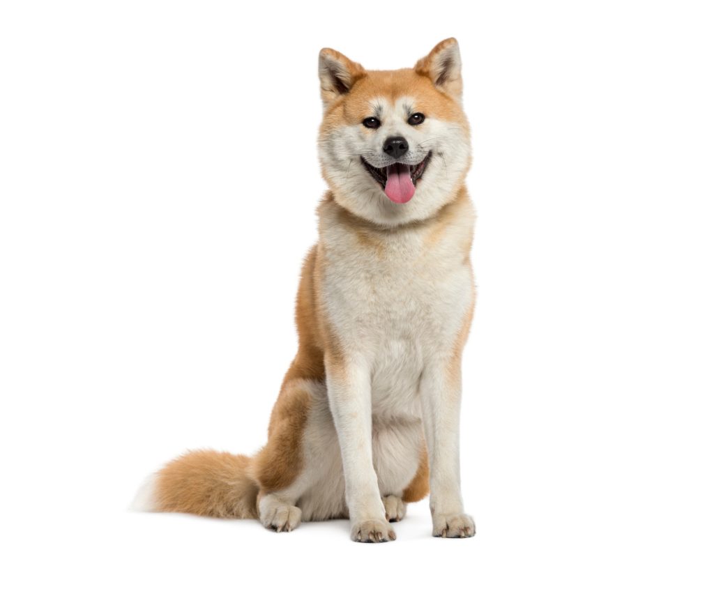 a dog sitting down on a white background