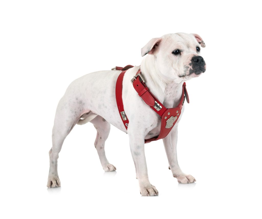 a white dog wearing a red harness
