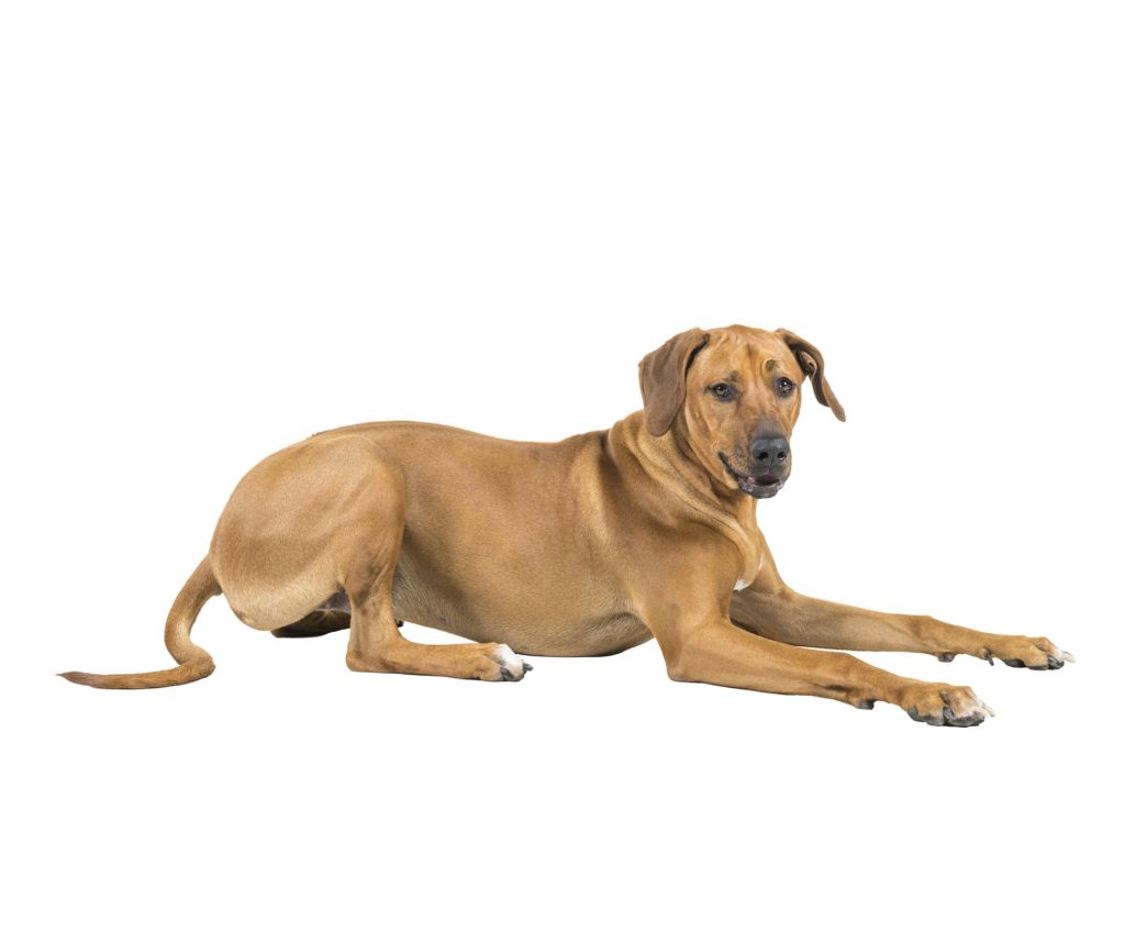 a large brown dog laying down on a white background