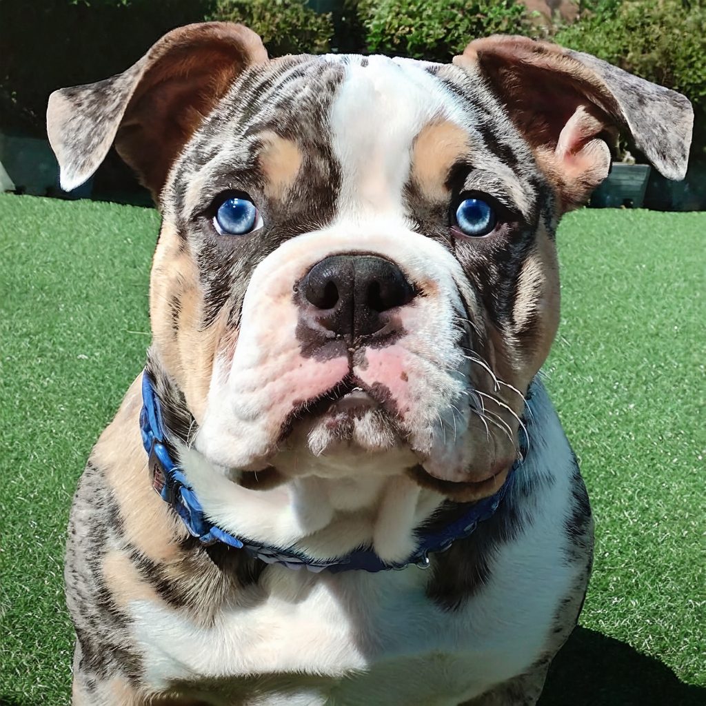 a bulldog with blue eyes sitting on grass
