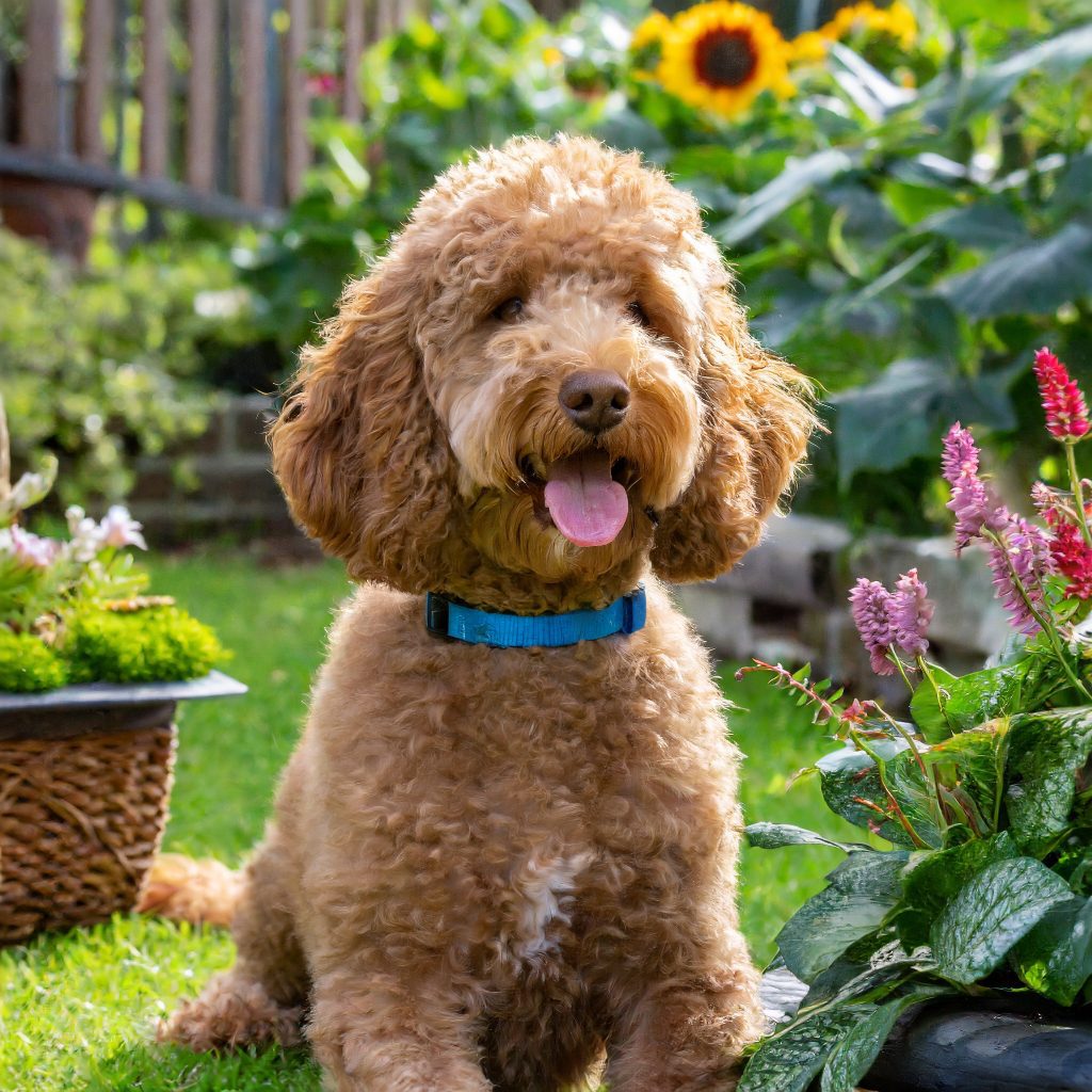 a brown dog sitting in the grass with a basket of flowers