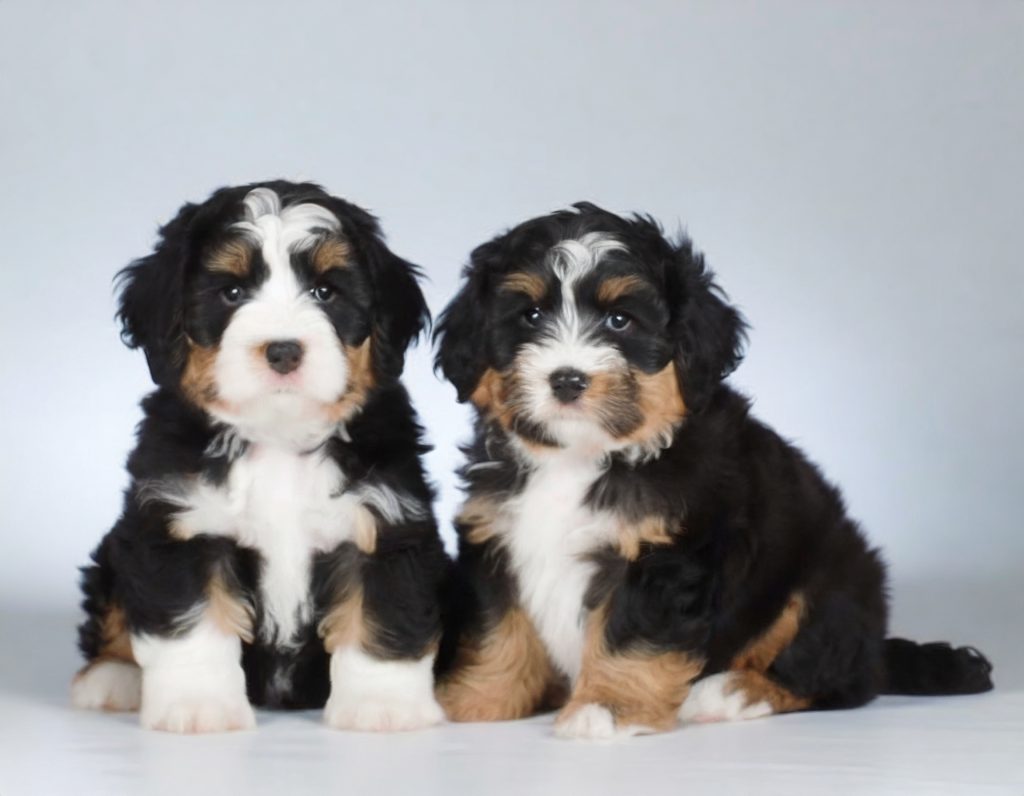 Teddy Bear Bernedoodles: The Perfect Companion For Families