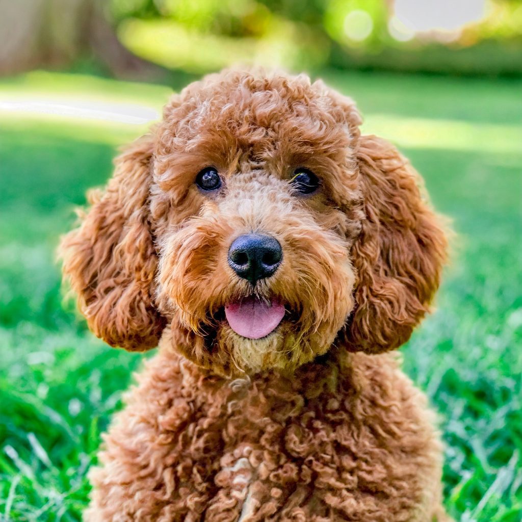 a brown poodle sitting in the grass